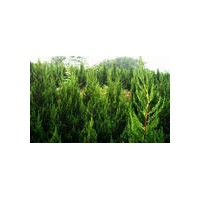 移栽龍柏價(jià)格