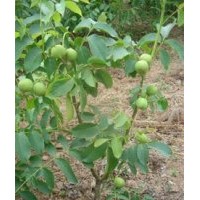 2cm核桃苗 3cm核桃苗 蘋果苗 梨樹苗 桃樹苗 杏樹苗