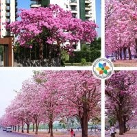 供應(yīng)大規(guī)格紫紅風(fēng)鈴木