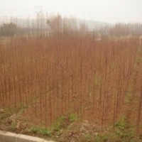 水杉苗大量供應(yīng)