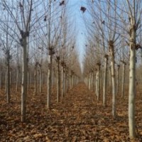 法桐幼苗臭氧線性敏感性