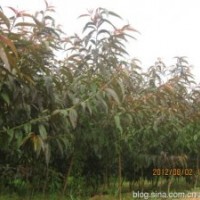 出售：3-5公分碧桃。6-14公分黑松