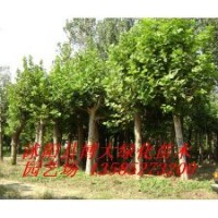 銀杏、合歡、欒樹、白臘、法桐、青桐、櫸樹、樸樹