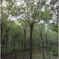 選擇龍璟新城綠化國(guó)槐沒錯(cuò)