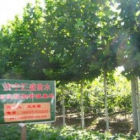 河南法桐樹5公分速生法桐價(jià)格