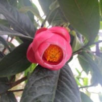 【四季抱莖茶】茶花 陽臺庭院花卉 鮮花盆栽 綠植園藝 越南海棠茶