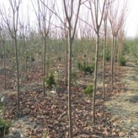 2-8公分紫葉李工程苗，幼苗