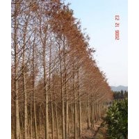 中山杉價(jià)格走勢(shì)/中山杉價(jià)格供應(yīng)