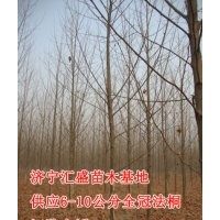 急售山東濟(jì)寧速生法桐9公分價(jià)格表