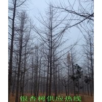 銀杏樹--苗木基地直銷
