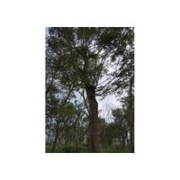 櫸樹價(jià)格供應(yīng)