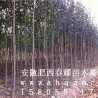 安徽肥西2-3-4-5公分大葉女貞價(jià)格