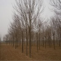 25公分白蠟價格 山東速生白臘價格 25公分白臘價格