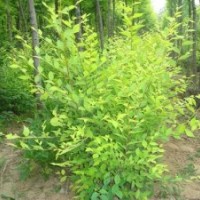 供應(yīng)金葉榆