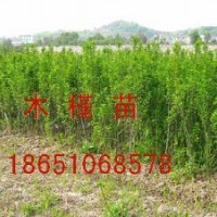 木槿供應(yīng)、沭陽木槿種植、沭陽木槿專賣、沭陽賣木槿、沭陽哪家木