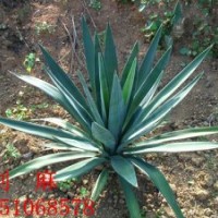 絲蘭、鳳尾蘭、劍麻、南天竹、夾竹桃、杜鵑、月季、薔薇