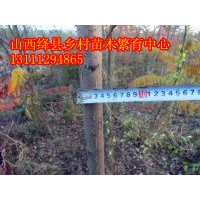 山西苗圃欒樹苗價(jià)格山西欒樹價(jià)格欒樹苗圖片欒樹哪里有