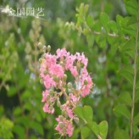 花色鮮艷紅花紫薇苗想知道紫薇苗種植管理方法請咨詢我們