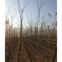 出售國(guó)槐小苗