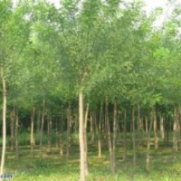 河北國(guó)槐 榕花樹最新價(jià)格