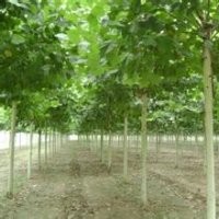 10公分法桐價(jià)格 8公分法桐價(jià)格