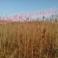 優(yōu)質(zhì)泰安櫻花價格