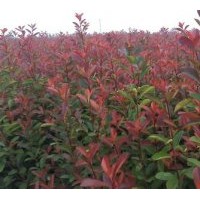 高2米地徑1.2--2.2公分的高桿的紅葉石楠僅賣(mài)7元