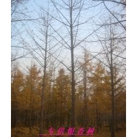 供應(yīng)山東銀杏樹(shù)
