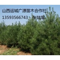 1-1.5米白皮松出售、大量白皮松低價(jià)優(yōu)惠供應(yīng)