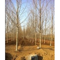 大量供應(yīng)法桐