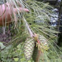 丹東華山松|東北水杉紅豆杉苗木基地