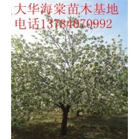 大華海棠苗木基地出售八棱海棠樹