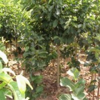 法規(guī)的風(fēng)格