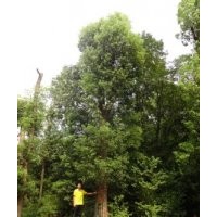 大量供應(yīng)湖南香樟樹(shù)，香樟樹(shù)，湖南多桿香樟樹(shù)