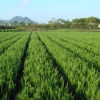 銷售：龍柏，蜀檜，大葉黃楊，冬青，小葉黃楊