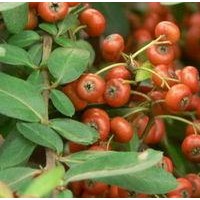 供應(yīng)金葉女貞球、瓜子黃楊球、紅花繡線菊球、火棘球