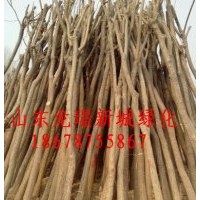 現(xiàn)貨國(guó)槐 白蠟 待裝車裸根國(guó)槐