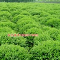 金葉女貞價(jià)格