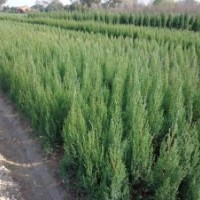 50公分刺柏價格1米刺柏價格1.5米刺柏價格