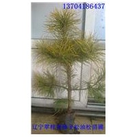 常年低價批發(fā)樟子松苗，樟子松營養(yǎng)杯苗，裸根苗