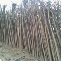 8公分原生國槐價(jià)格