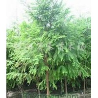 供應(yīng)欒樹、大葉女貞、法桐、紫葉李