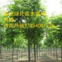 山西白蠟價格-8公分白蠟10公分白蠟12公分白蠟15公分白蠟