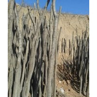 北欒6公分-8公分