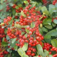 火棘小苗，火棘球，火棘苗，湖南火棘價格，湖南火棘球價格