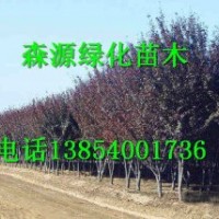 湖南哪里有7公分紫葉李價格-8公分紫葉李價格