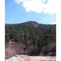 本人出售4米-8米不同規(guī)格油松苗木