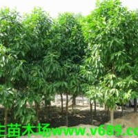 白玉蘭 武新花木場，武生花木場，