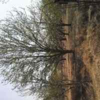 順豐八棱海棠基地