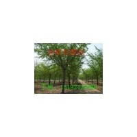 長(zhǎng)春18公分國(guó)槐價(jià)格多少錢